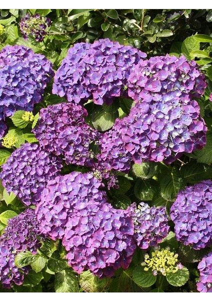 Ortanca Fidanı Mor Hydrangea Macrophylla Mathilda Gutges Ithal Küçük Boy