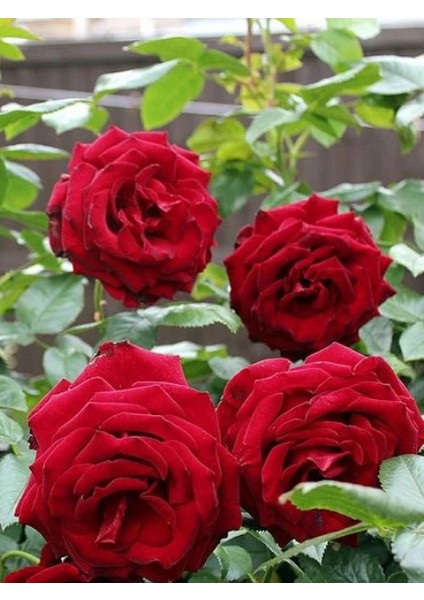Gül Fidanı Yediveren Kırmızı Gül Rosa Laxa Saksıda