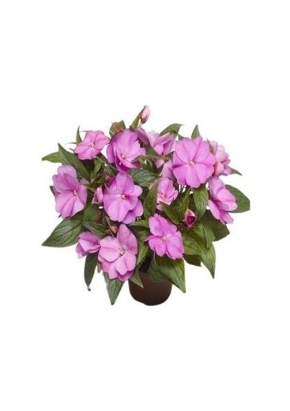 Cam Güzeli Yeni Gine Impatiens Walleriana 20 cm