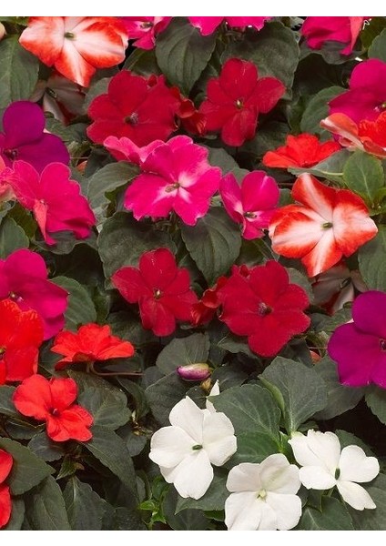 Cam Güzeli Yeni Gine Impatiens Walleriana 20 cm fiyatları