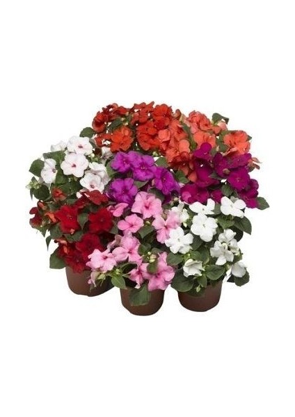 Cam Güzeli Yeni Gine Impatiens Walleriana 20 cm modelleri
