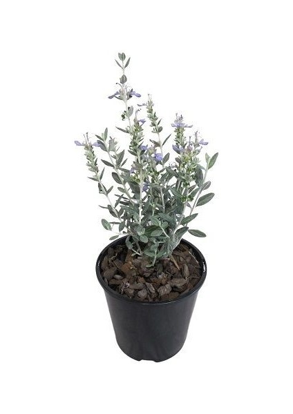 Zeytin Çalısı Teucrium Fruticans Australia 20 cm Saksıda