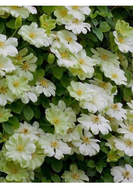 Yaban Asması Krem Beyaz Çiçekli Clematis Guernsey Cream Ithal Saksıda