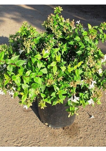 Güzellik Çalısı Fidanı Abelia Grandiflora 30 40 cm Saksıda