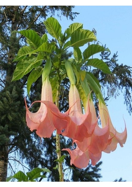 Melek Borusu Brugmansia Sp Angels Trumpet Saksıda