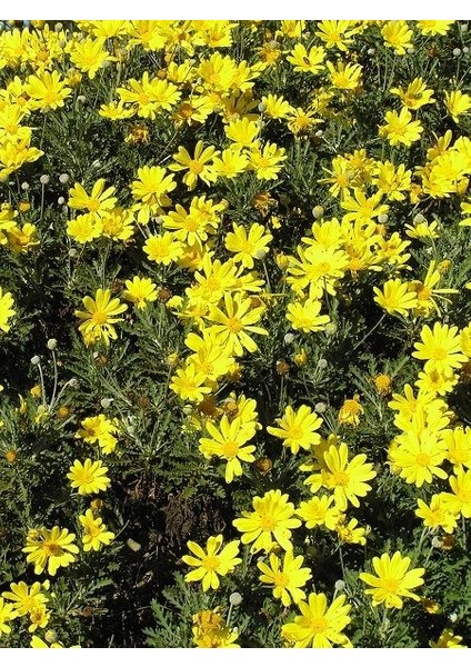 Yeşil Yapraklı Sarı Çalı Papatyası Euryops Pectinatus Viridis Ithal Saksıda