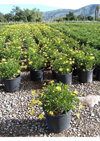 Yeşil Yapraklı Sarı Çalı Papatyası Euryops Pectinatus Viridis Ithal Saksıda