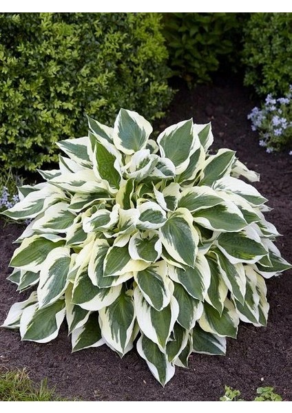 Alacalı Ağustos Zambağı Hosta Fortunei Saksıda