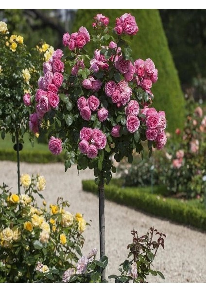 Baston Gül Fidanı Istanbul Rüyası Rosa Ad Alberello Heldoro 80 cm