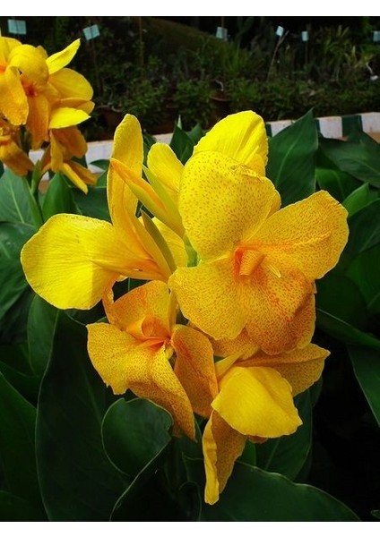 Sarı Tesbih Çiçeği Canna Indica Yellow Saksıda
