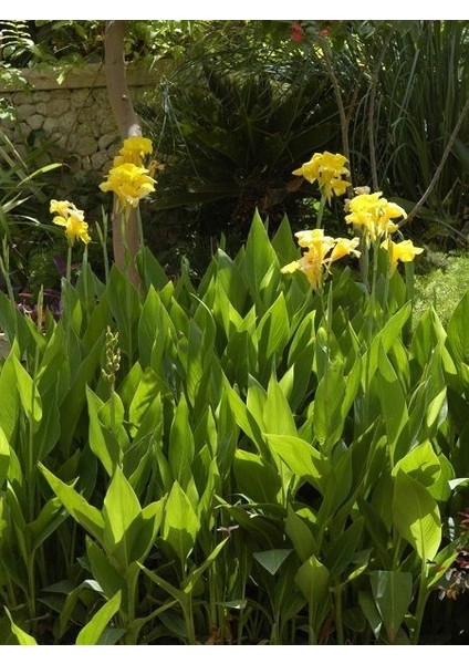 Sarı Tesbih Çiçeği Canna Indica Yellow Saksıda fiyatları