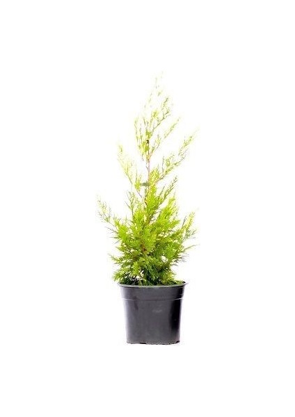 Sarı Leylandi Cupressocyparis Leylandii Gold Rider 30 40 cm fiyatları