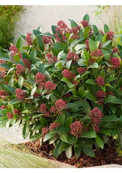 Kırmızı Köpük Çalısı Skimmia Japonica Rubella 30 40CM Saksıda