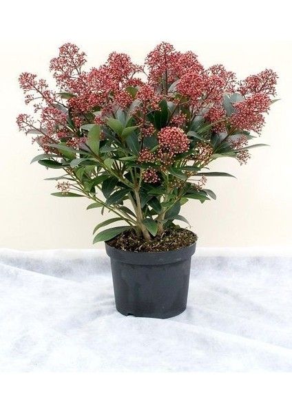 Kırmızı Köpük Çalısı Skimmia Japonica Rubella 30 40CM Saksıda fiyatları