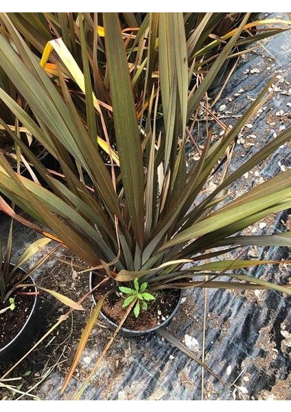 Yeşil Kahve Yeni Zelanda Keteni Phormium Tenax Platts Black 40 60 cm Saksıda