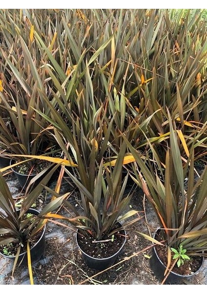Yeşil Kahve Yeni Zelanda Keteni Phormium Tenax Platts Black 40 60 cm Saksıda fiyatları