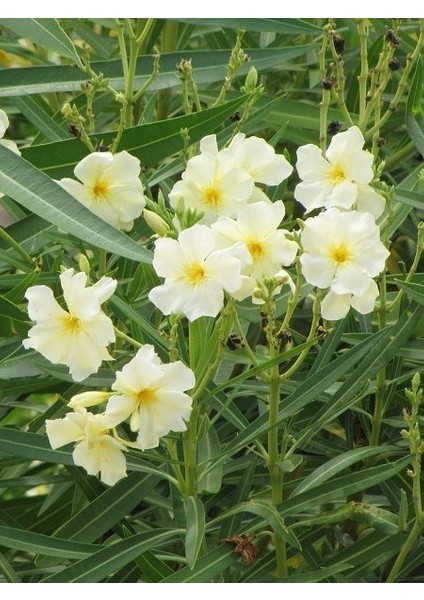 Sarı Zakkum Fidanı Nerium Oleander Yellow 60 80 cm Saksıda
