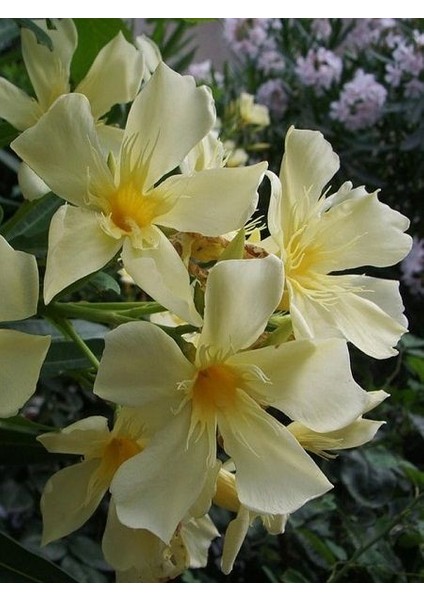 Sarı Zakkum Fidanı Nerium Oleander Yellow 60 80 cm Saksıda