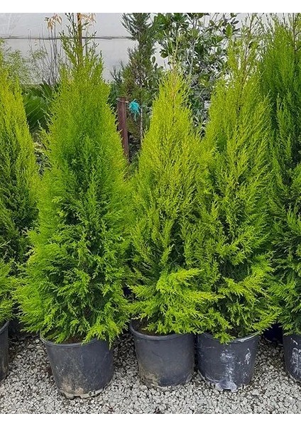Limoni Servi Fidanı Cupressus Macrocarpa Goldcrest 140 150 cm Saksıda
