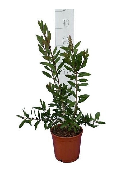 Fırça Çalısı Callistemon Citrinus Splendens 20 40 cm