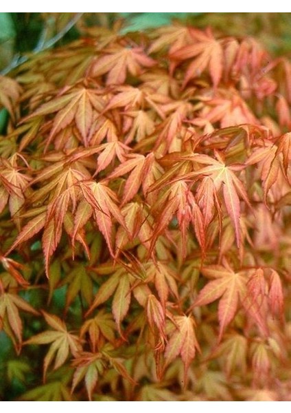 Akçaağaç Kırmızı Kenarlı Acer Palmatum Katsura 120 cm 3 Yaş Saksıda
