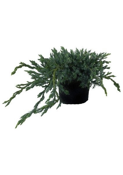 Yayılıcı Mavi Ardıç Juniperus Squamata Blue Carpet 20 40 cm