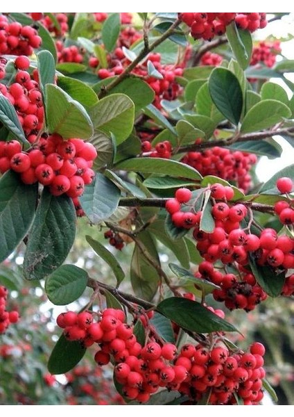 Dağ Muşmulası Cotoneaster Lacteus 40 60 cm