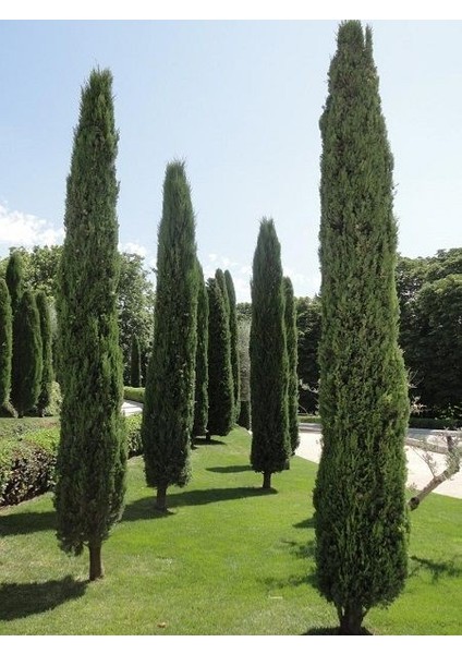 Kara Servi Cupressus Sempervirens 40 60 cm Saksıda