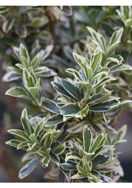 Gümüşi Taflan Fidanı Euonymus Japonicus Microphyllus Variegata 20 40 cm