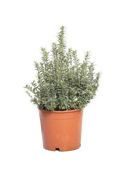 Gümüşi Taflan Fidanı Euonymus Japonicus Microphyllus Variegata 20 40 cm