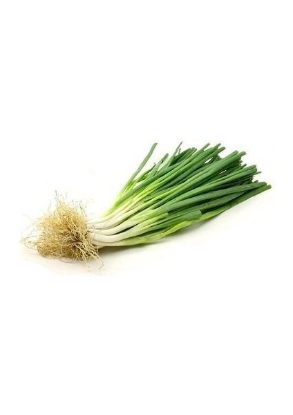Yeşil Beşirli 77 Taze Soğan Tohumu Paket 25 Gram
