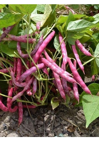 Fasulye Tohumu Oturak Barbunya Paket 50 Gram fiyatları