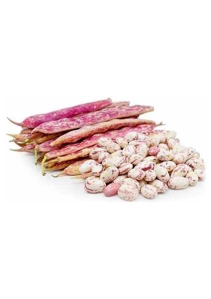 Fasulye Tohumu Süper Oturak Barbunya Paket 50 Gram