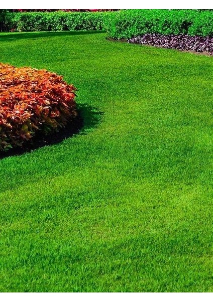 Çim Tohumu 5 Karışım 10 Kilo