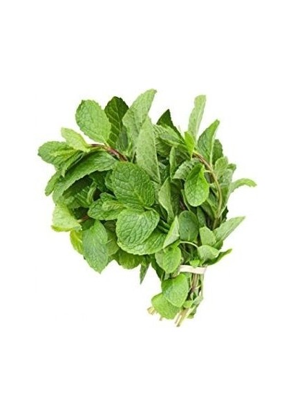 Nane Geniş Yaprak Tohumu Paket 0,035 Gram