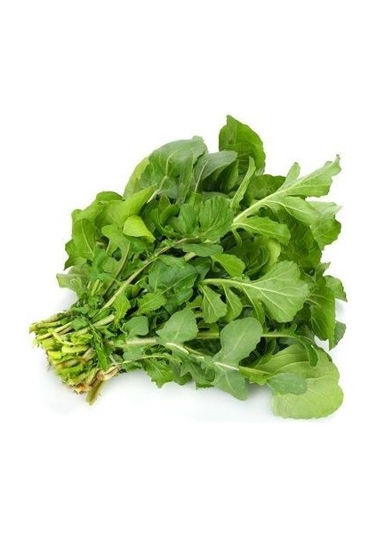 Roka Toros İri Yaprak Tohumu Paket 10 Gram