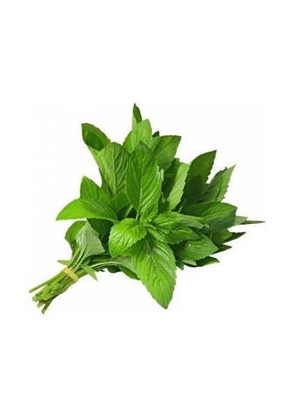 Nane Fresh Geniş Yaprak Tohumu Paket 100 Adet