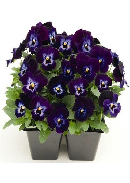 Hercai Menekşe Çiçeği Mor Renk Çiçek Tohumu