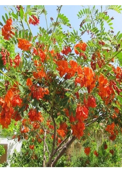 Turuncu Sesbanya Tohumu Sesbania Punicea Scarlet 10 Adet Paketli