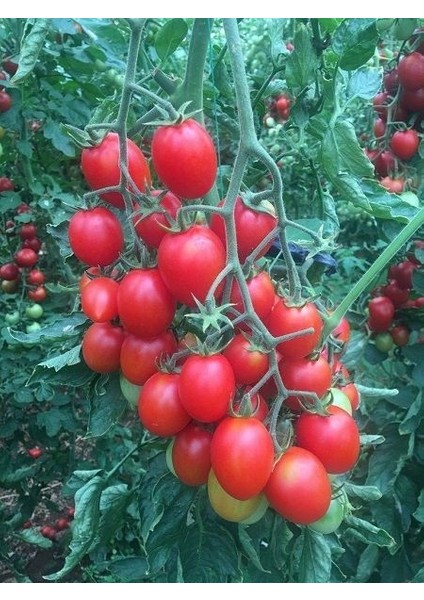 Domates Tohumu Kokteyl 10 Adet Paketli