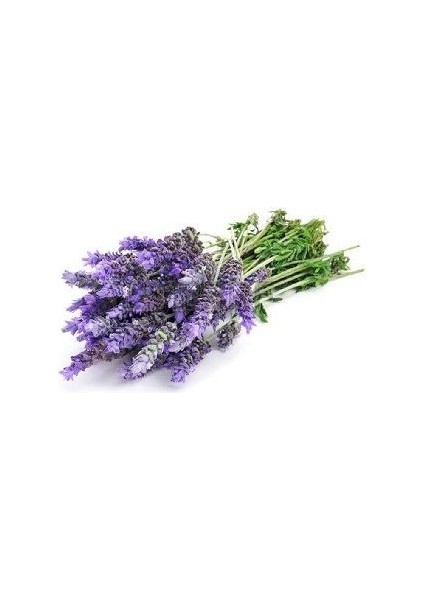 Bodur Ingiliz Lavanta Çiçeği Tohumu 92 Adetli Paketli