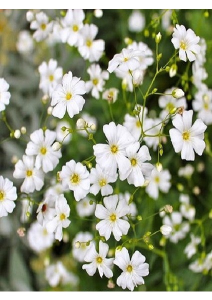 Bahar Yıldızı Çiçeği Karışık Renk Çiçek Tohumu