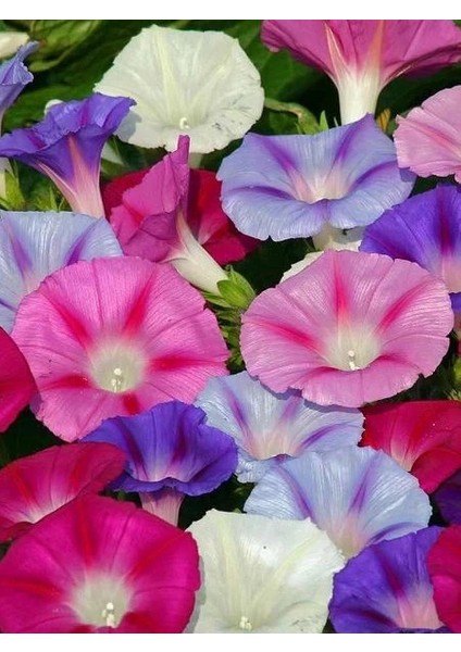 Sarmaşık Çiçeği Karışık Renk Çiçek Tohumu 50 Adet