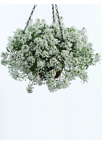 Alyssum Maritimum Alisyum Kraliyet Halısı Çiçek Tohumu 50 Adet