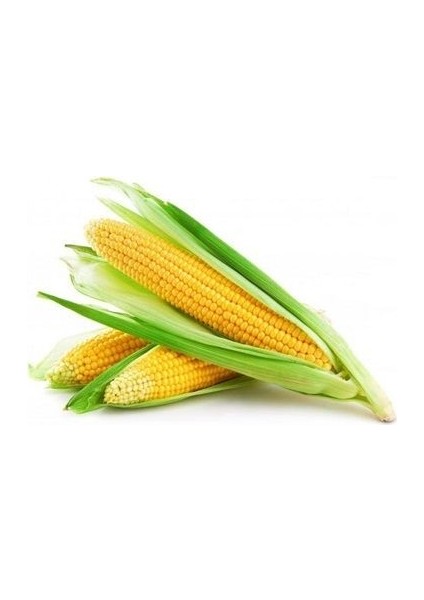 Mısır Tatlı Ada 95 10 Tohumu Paket 10 Gram 28 Tohum