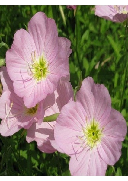 Pembe Ezan Çiçeği Çiçek Tohumu
