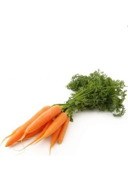 Havuç Tohumu Scarlet Nantes Paket 10 Gram