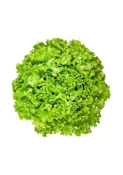 Kıvırcık Arap Saçı 055 Tohumu Paket 25 Gram