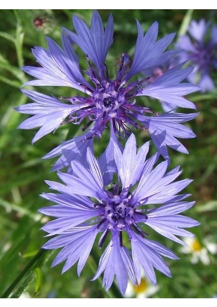 Mavi Kantaron Tohumu Paket 25 Adet Centaurea Cyanus