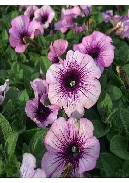 Petunya Çiçeği Mor Renk Çiçek Tohumu